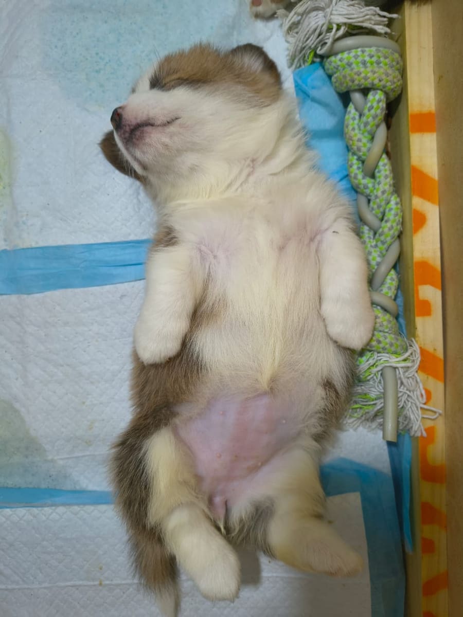 Cachorro Welsh Corgi Pembroke recién nacido durmiendo