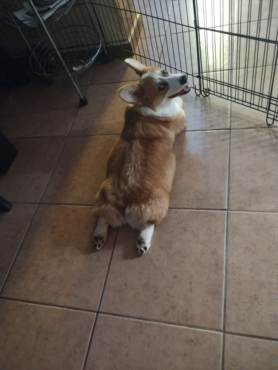 Cachorro Welsh Corgi Pembroke del criadero Sambono