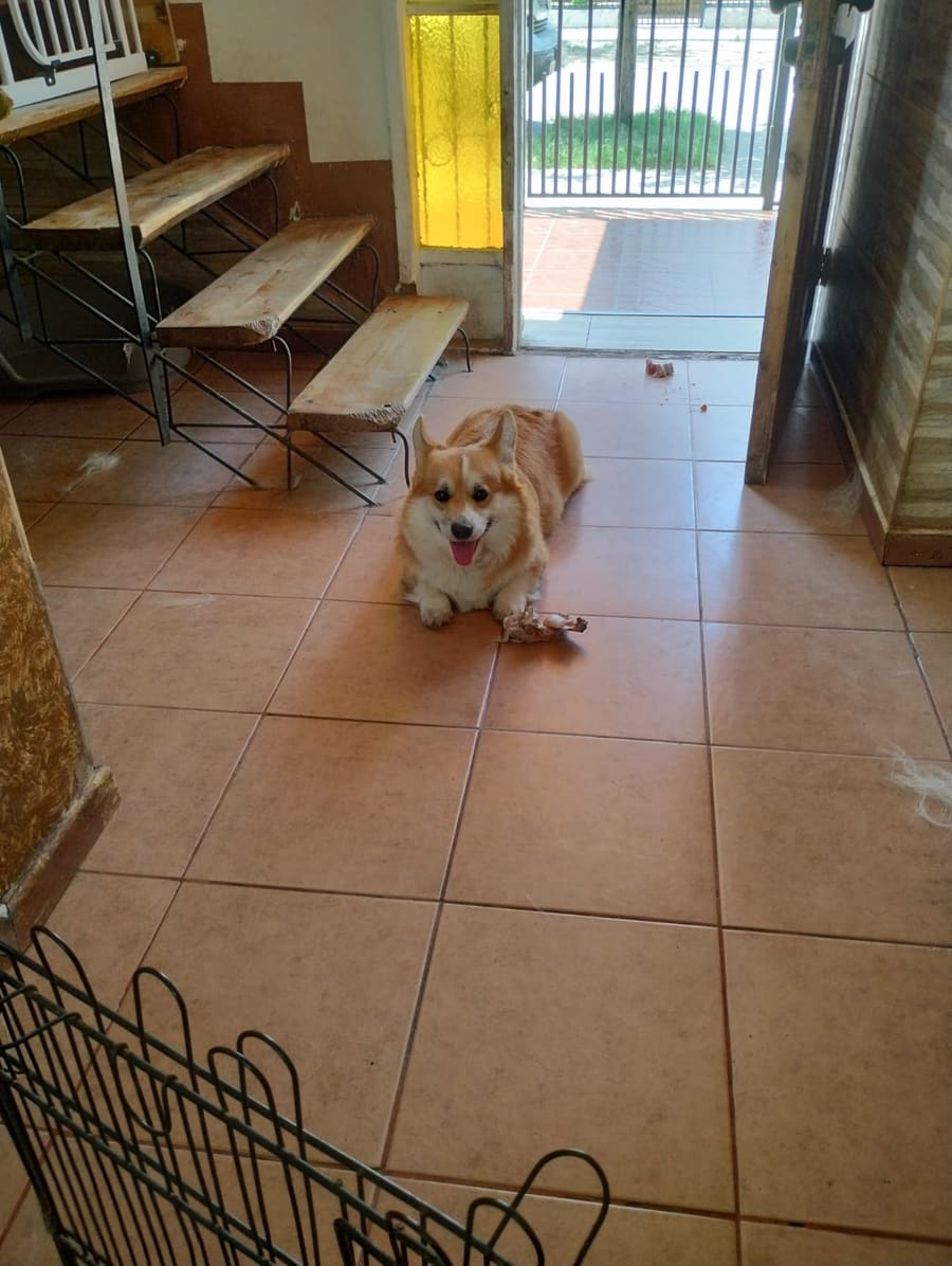 Welsh Corgi Pembroke del criadero Sambono en su hogar
