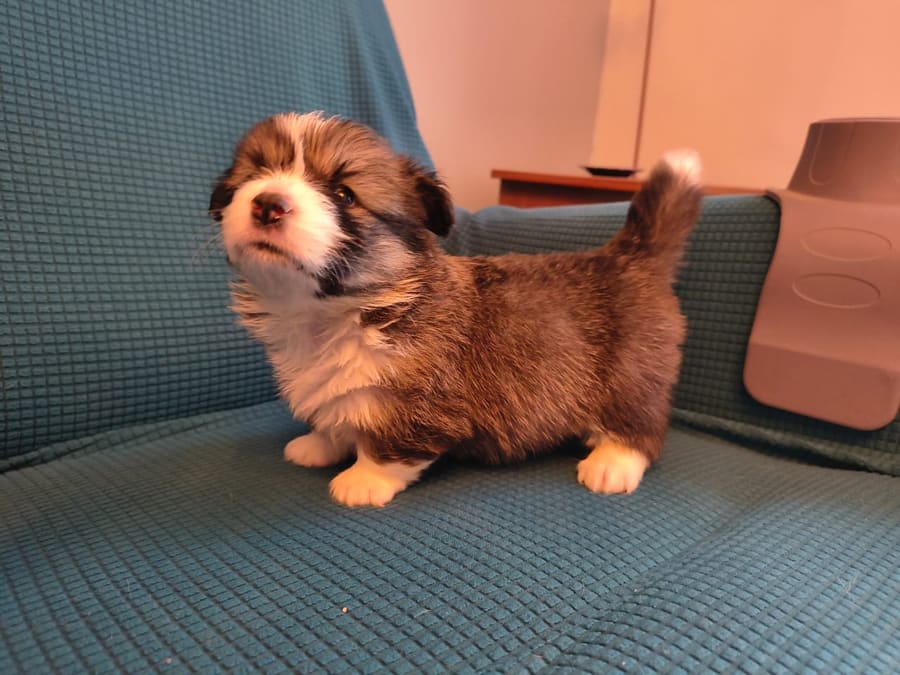 Cachorro Welsh Corgi Pembroke del criadero Sambono