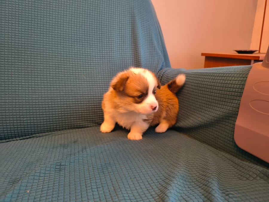 Dos cachorros Welsh Corgi Pembroke jugando en el criadero Sambono
