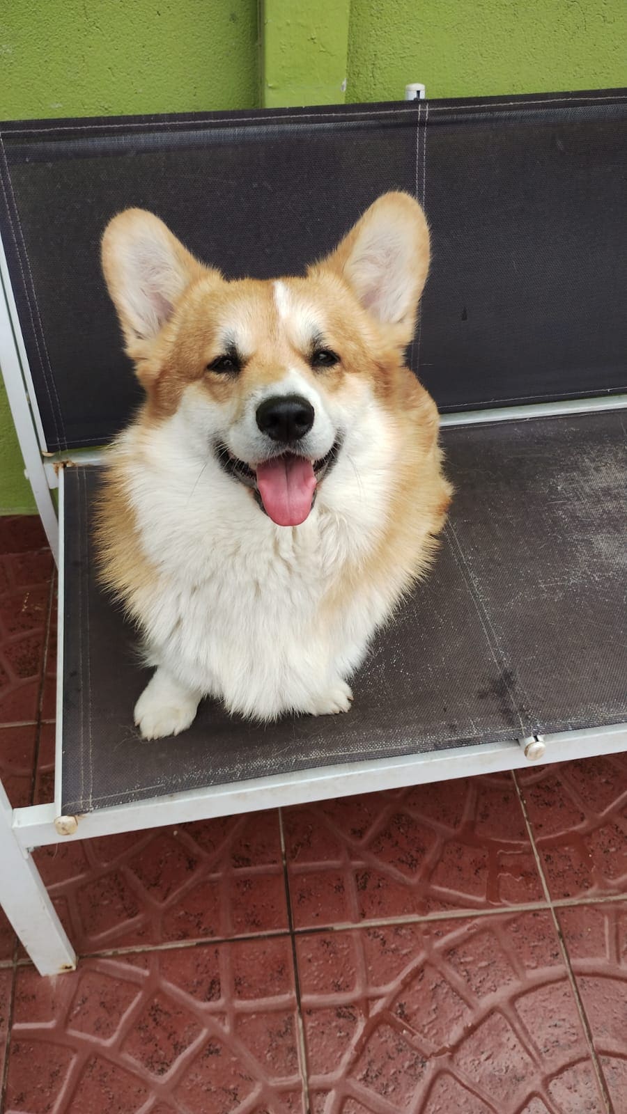 Welsh Corgi Pembroke del criadero Sambono sonriendo