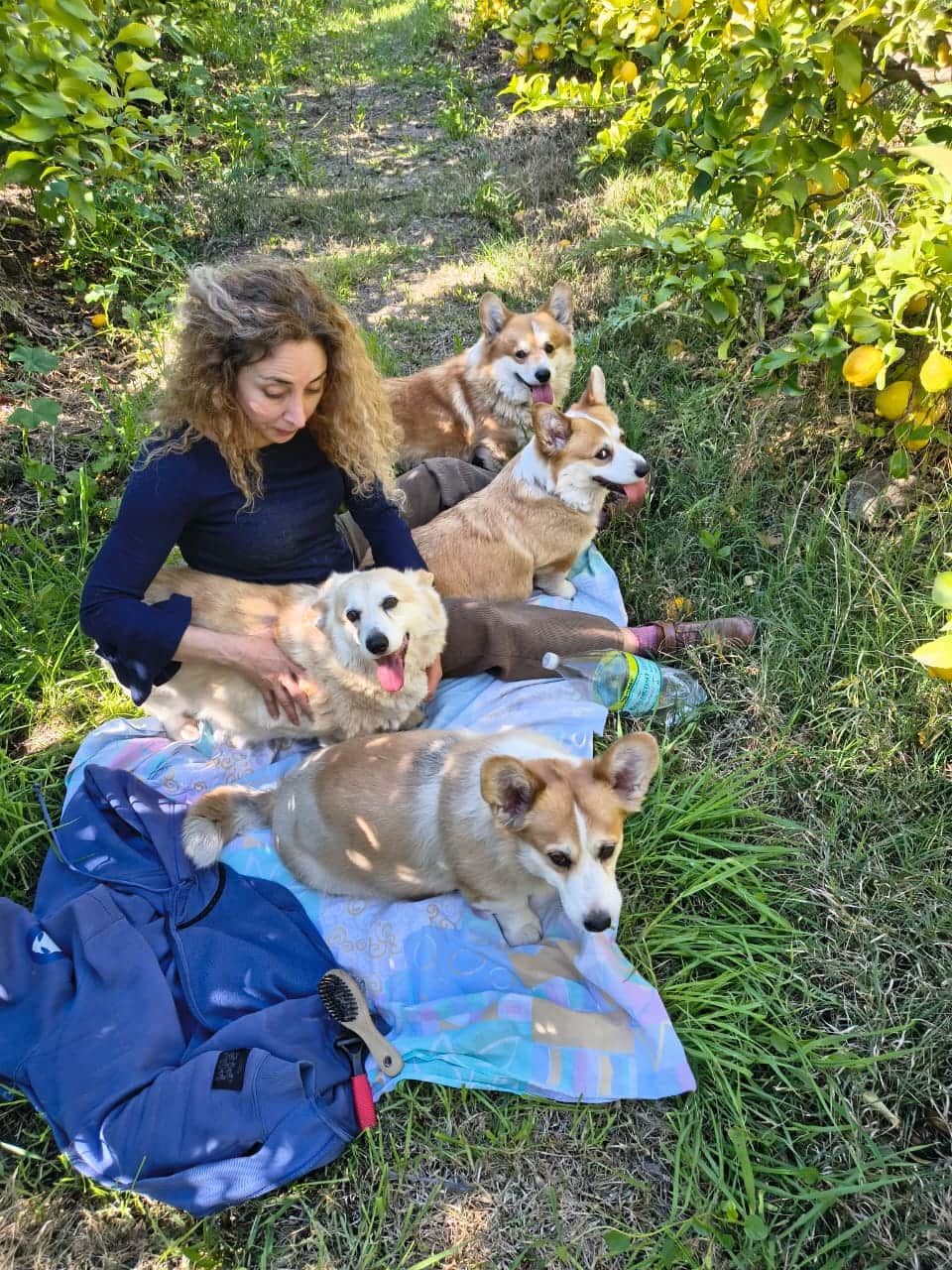 Criadora de Sambono junto a sus Welsh Corgi Pembroke al aire libre