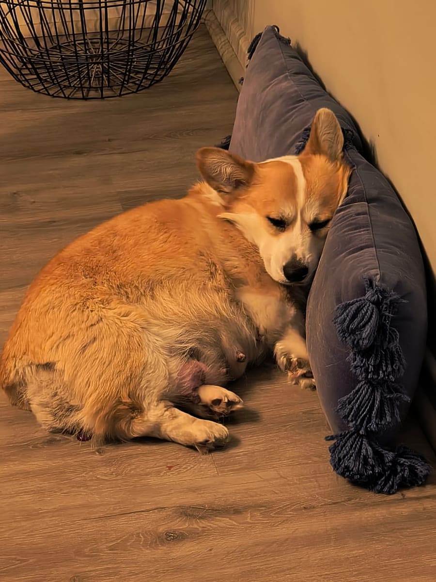 Madre Welsh Corgi Pembroke descansando con sus cachorros